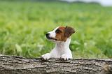 JACK RUSSEL 193